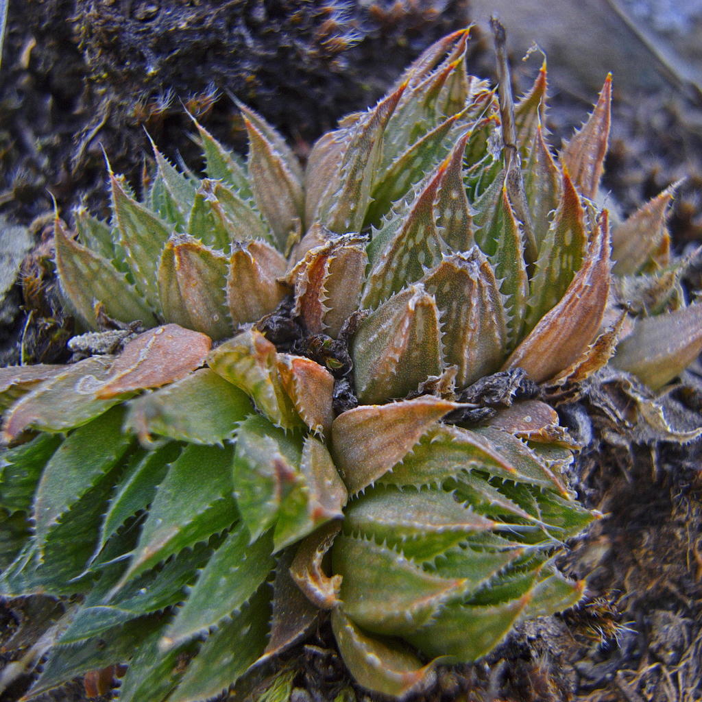 Haworthia marumiana