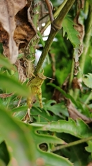 Orthoptera