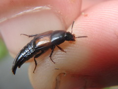 Tachinus fimbriatus