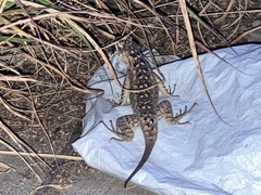 Sceloporus horridus
