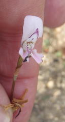 Disa bifida