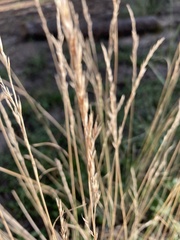 Muhlenbergia montana