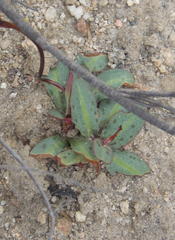 Disa bifida