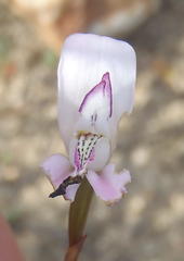 Disa bifida