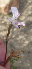 Disa bifida