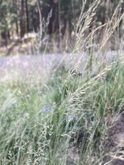 Muhlenbergia montana