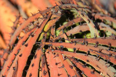 Aloe melanacantha