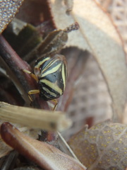 Clastoptera saintcyri