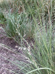 Muhlenbergia montana