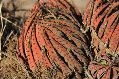 Aloe melanacantha