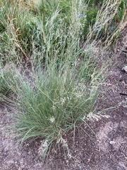 Muhlenbergia montana
