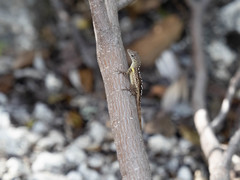 Anolis conspersus