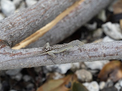 Anolis conspersus