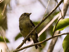 Vireo crassirostris