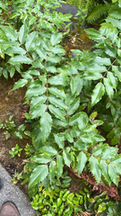 Berberidinae
