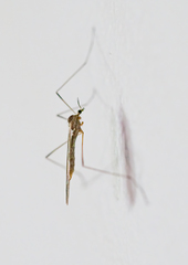Erioptera lucerna