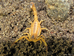 Tityus stigmurus