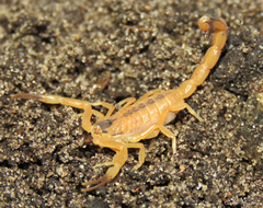 Tityus stigmurus