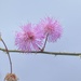 Mimosa quadrivalvis - Photo (c) Ted Borduas, μερικά δικαιώματα διατηρούνται (CC BY-NC), uploaded by Ted Borduas
