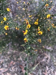 Bossiaea obcordata