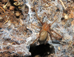 Loxosceles amazonica