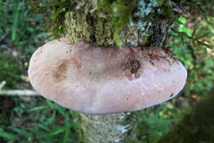 Fungi