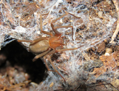 Loxosceles amazonica