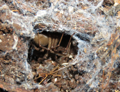 Loxosceles amazonica