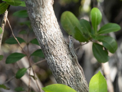 Anolis conspersus