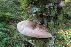 Fungi