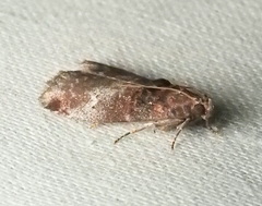 Acrobasis stigmella