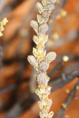 Crassula muscosa muscosa