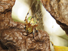 Araneus venatrix