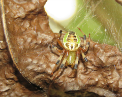 Araneus venatrix