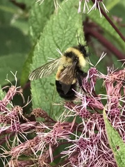 Bombus affinis