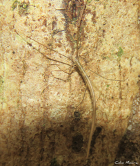 Ariamnes longissimus