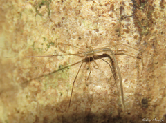 Ariamnes longissimus