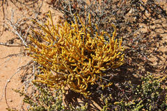 Crassula muscosa obtusifolia