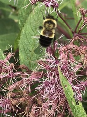 Bombus affinis