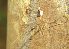 Ariamnes longissimus