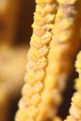 Crassula muscosa obtusifolia