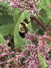 Bombus affinis