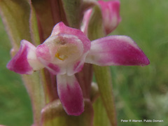 Satyrium longicauda longicauda