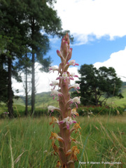 Satyrium longicauda longicauda