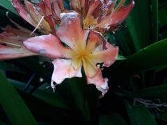 Clivia