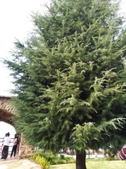 Cedrus deodara