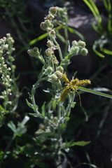 Erigeron variifolius