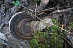 Fungi