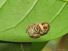 Parnaenus