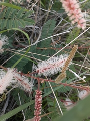Mimosa dysocarpa